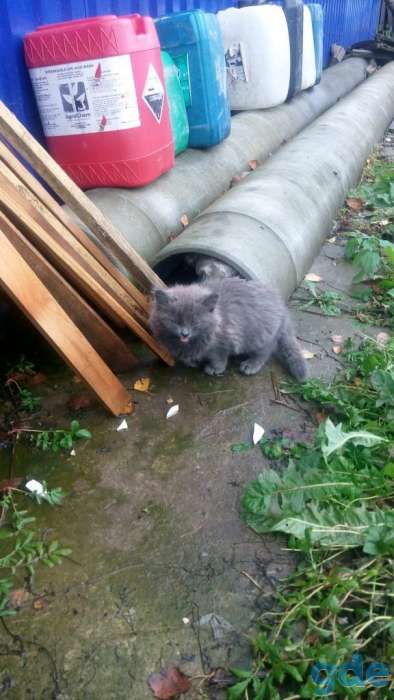 Котята, фотография 1