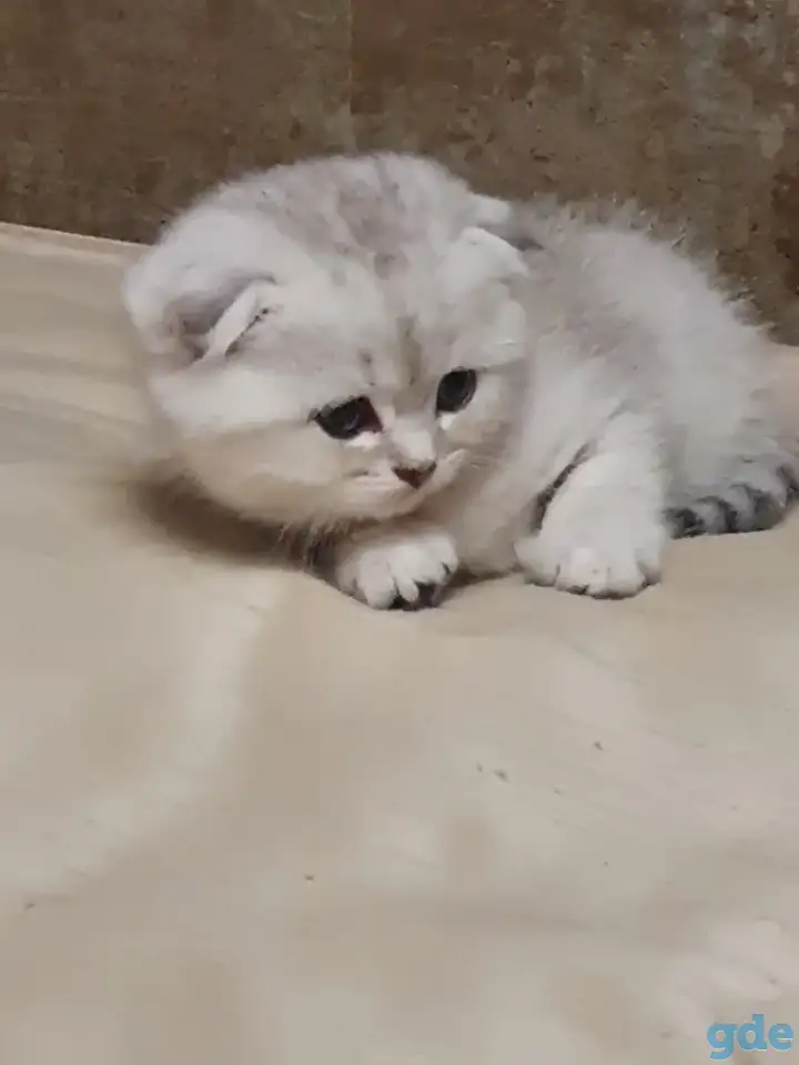 Котята, фотография 4