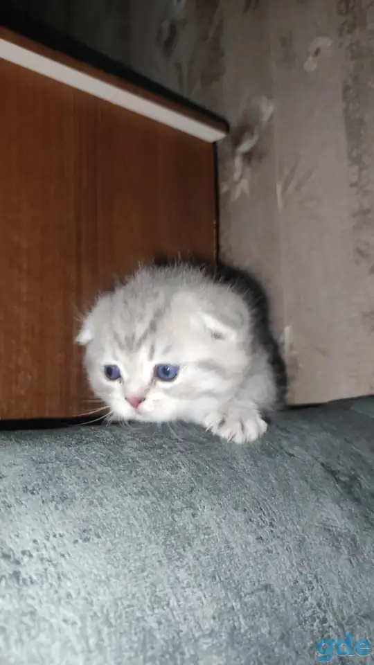 Шотландские чистокровные котята, фотография 7