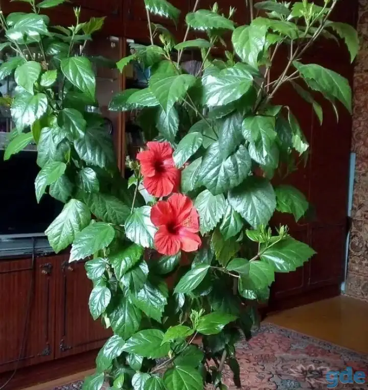 Продам цветы, фотография 7