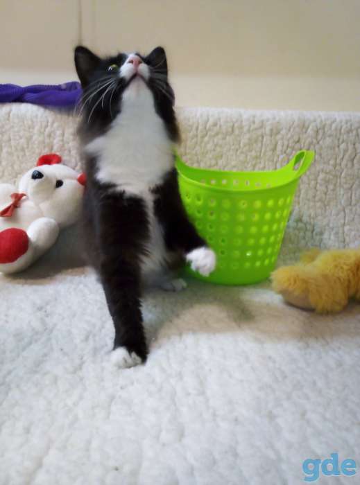 Котят в заботливые руки, фотография 3