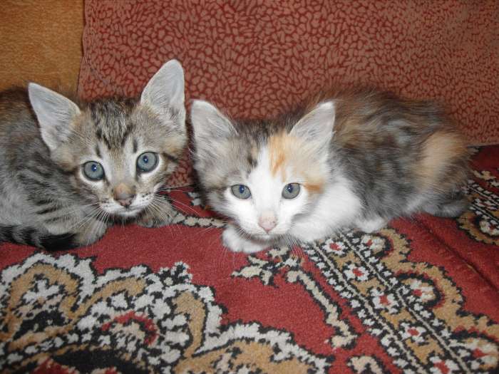 Котята в добрые руки., фотография 2