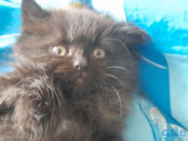 Котенок ищет дом, фотография 1