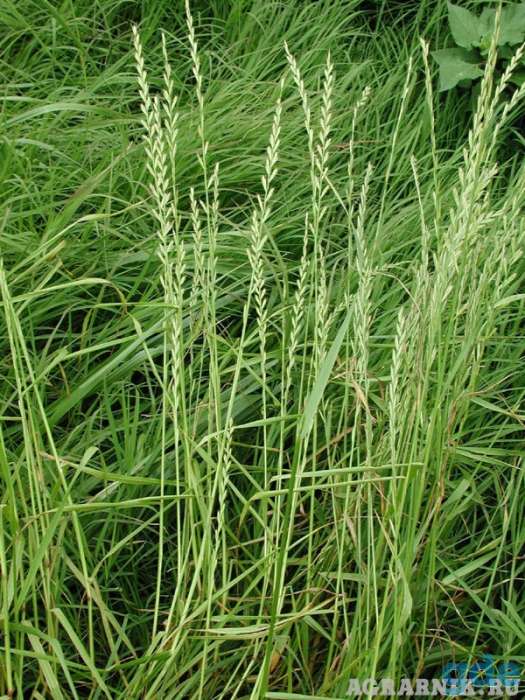 Райграс однолетний (Lolium multiflorum), фотография 2
