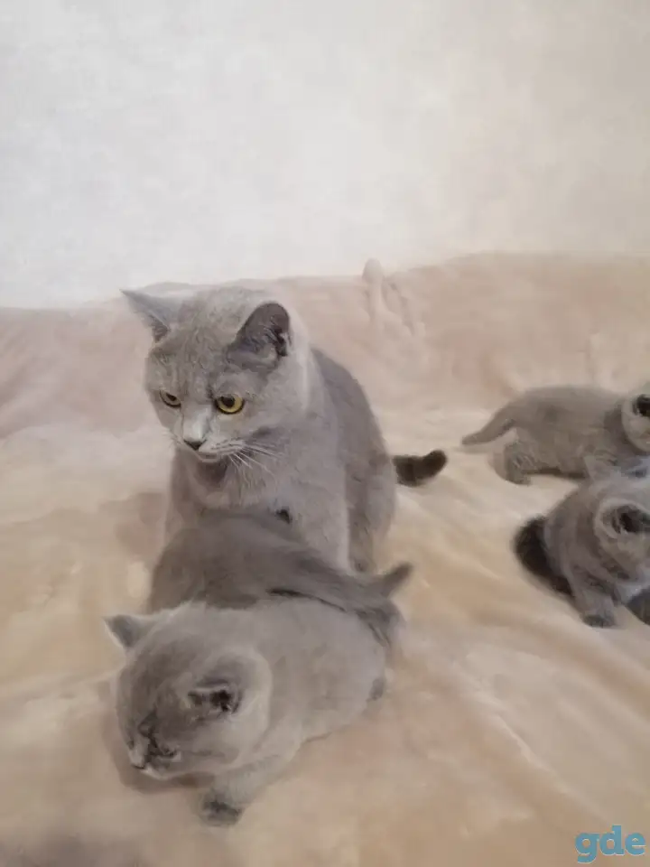 Котята Британские, фотография 7