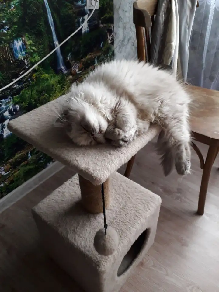 Кошечка, фотография 3