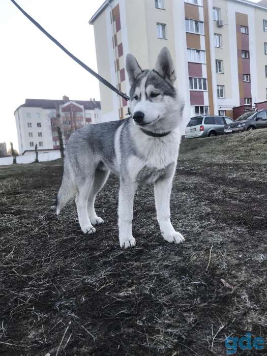 Продам чистокровный хаски мальчик 4 мес, фотография 3