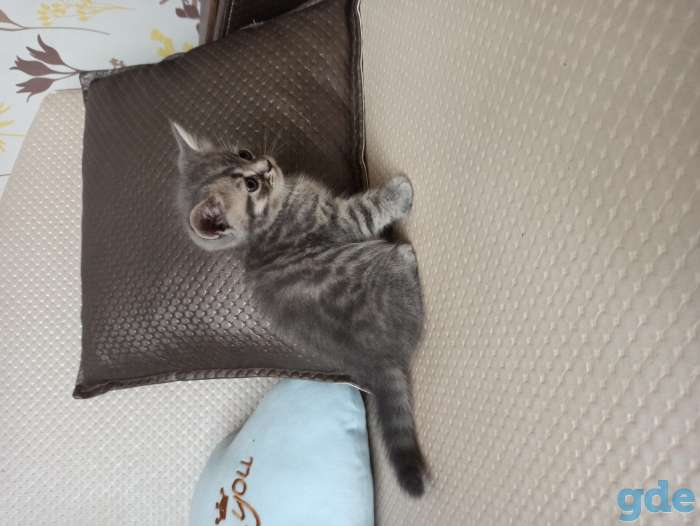 Продам британских котят, фотография 6