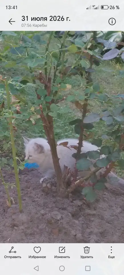 Котята в дар, фотография 5