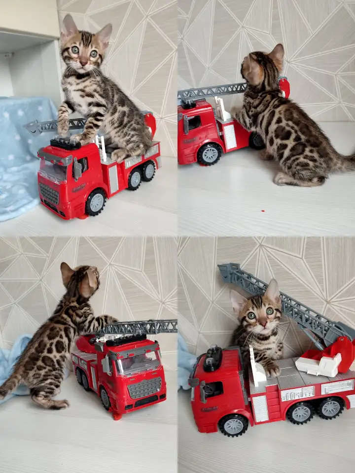 Бенгальский котенок, фотография 14
