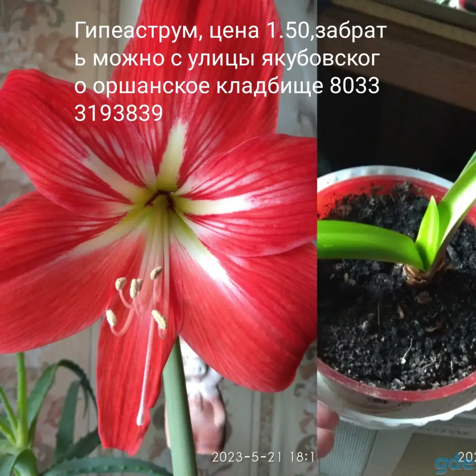 Безвременник, Хризантема, Георгины, Астры, Лилии, фотография 10