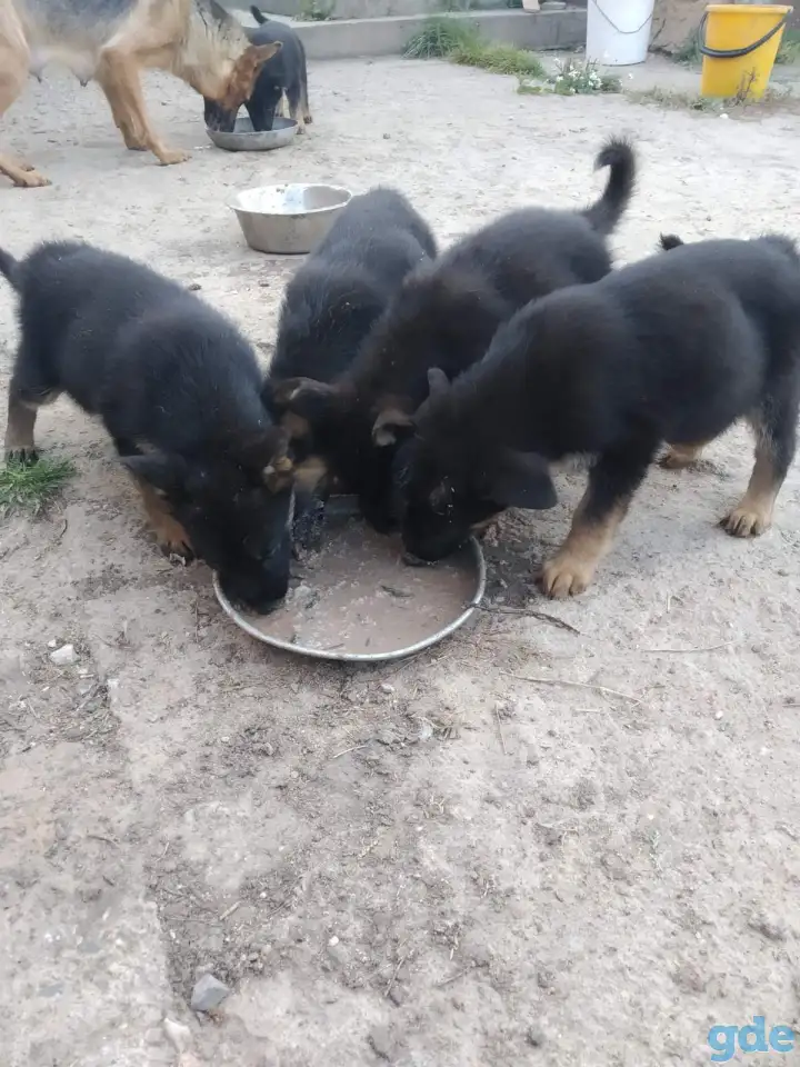 Продам, фотография 2