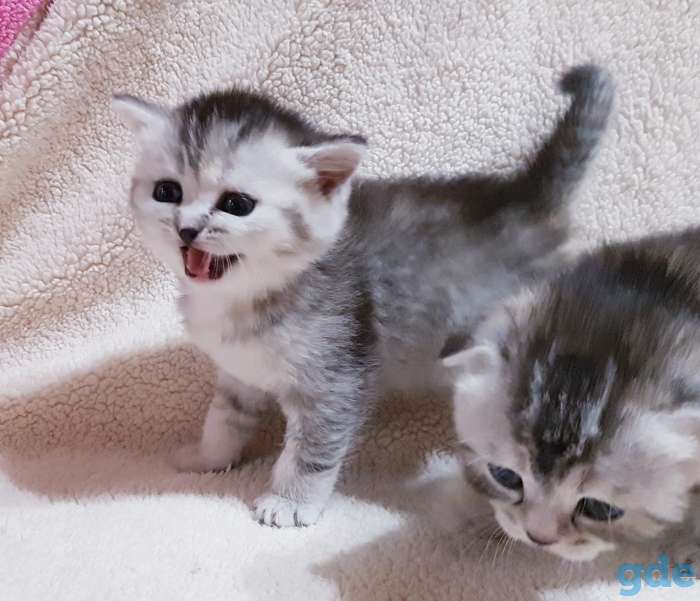 Котятки шиншиллятки,шотландские девочки., фотография 3