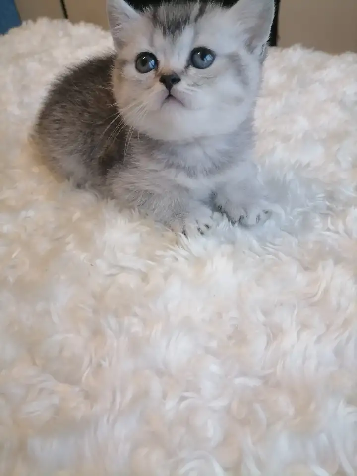 Шотландские котята, фотография 2