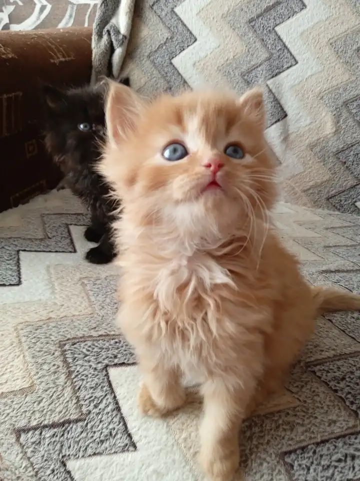 Котята сибирские, фотография 3