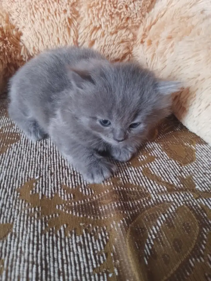 британские котята, фотография 5
