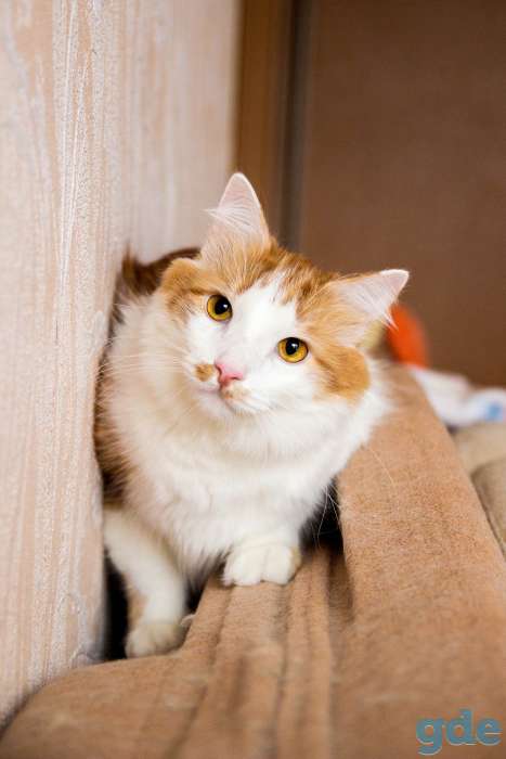 Котик в дар, фотография 4