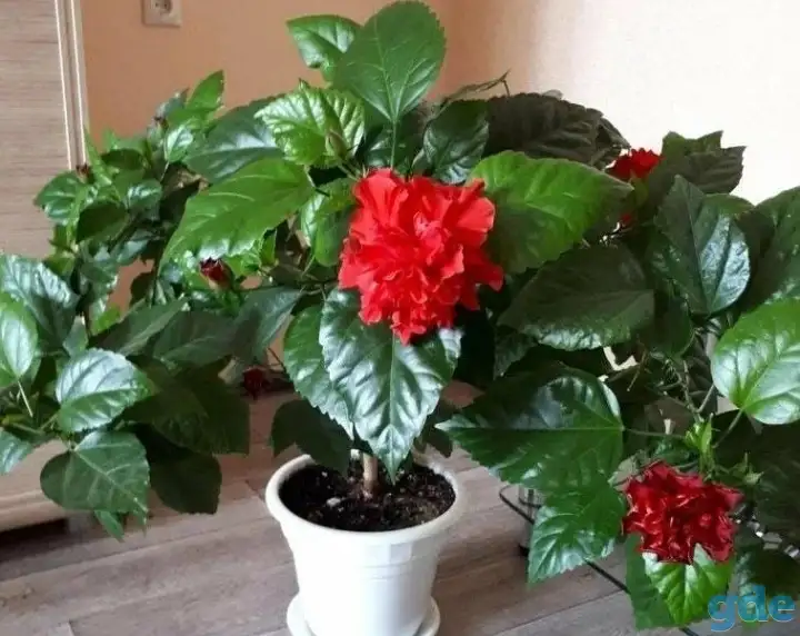 Продам цветы, фотография 8