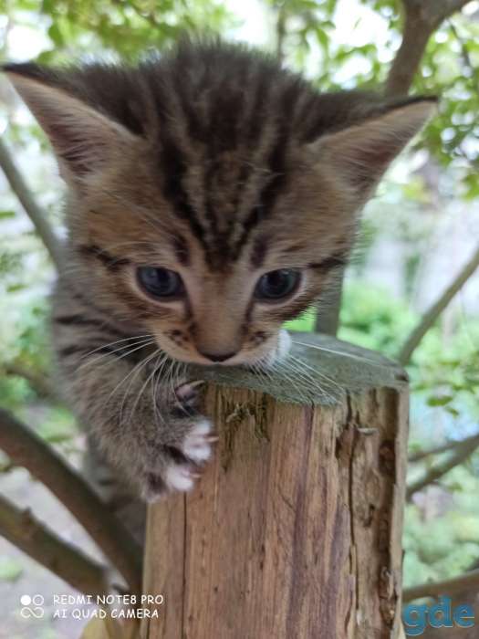 Котята ищут дом и любящих хозяев, фотография 6