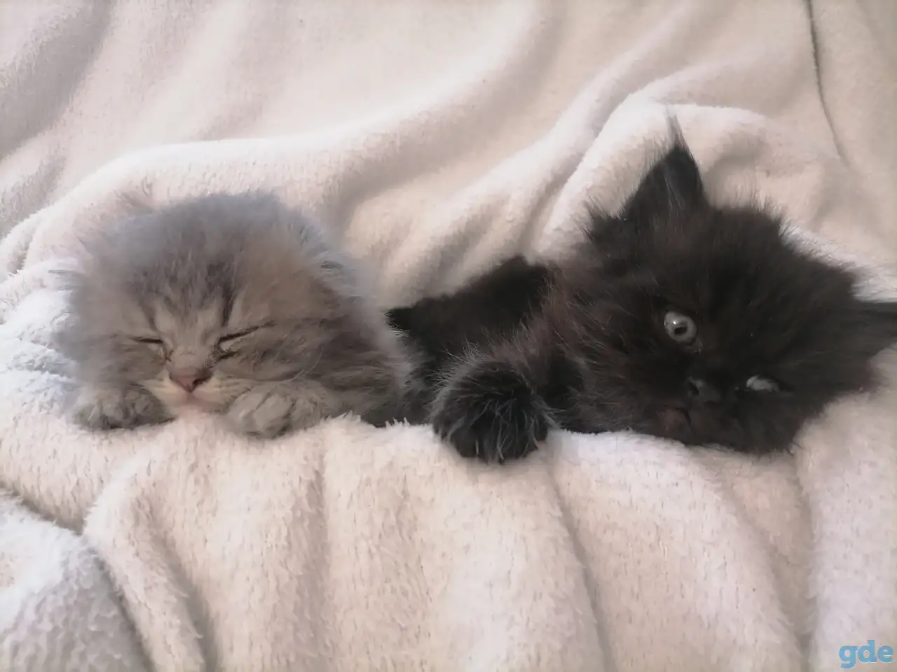 Котята, фотография 2