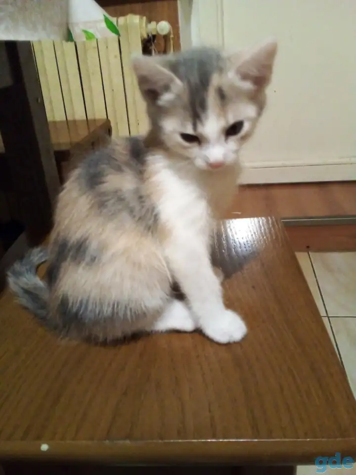 Котята в добрые руки, фотография 1