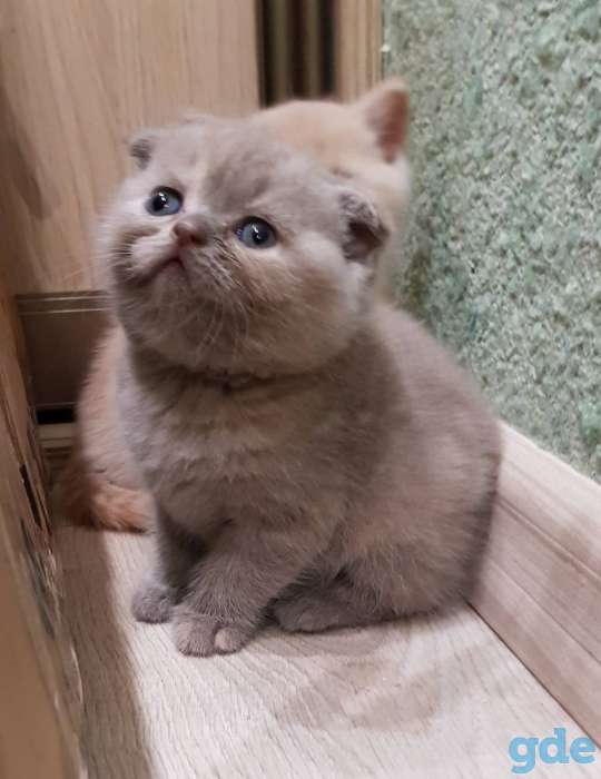 Шотландские котята, фотография 9