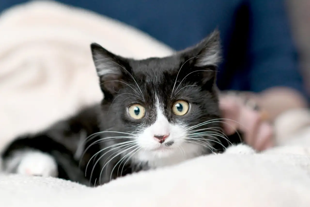 Котятки в дар, фотография 2