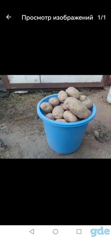 Картофель продам, фотография 1