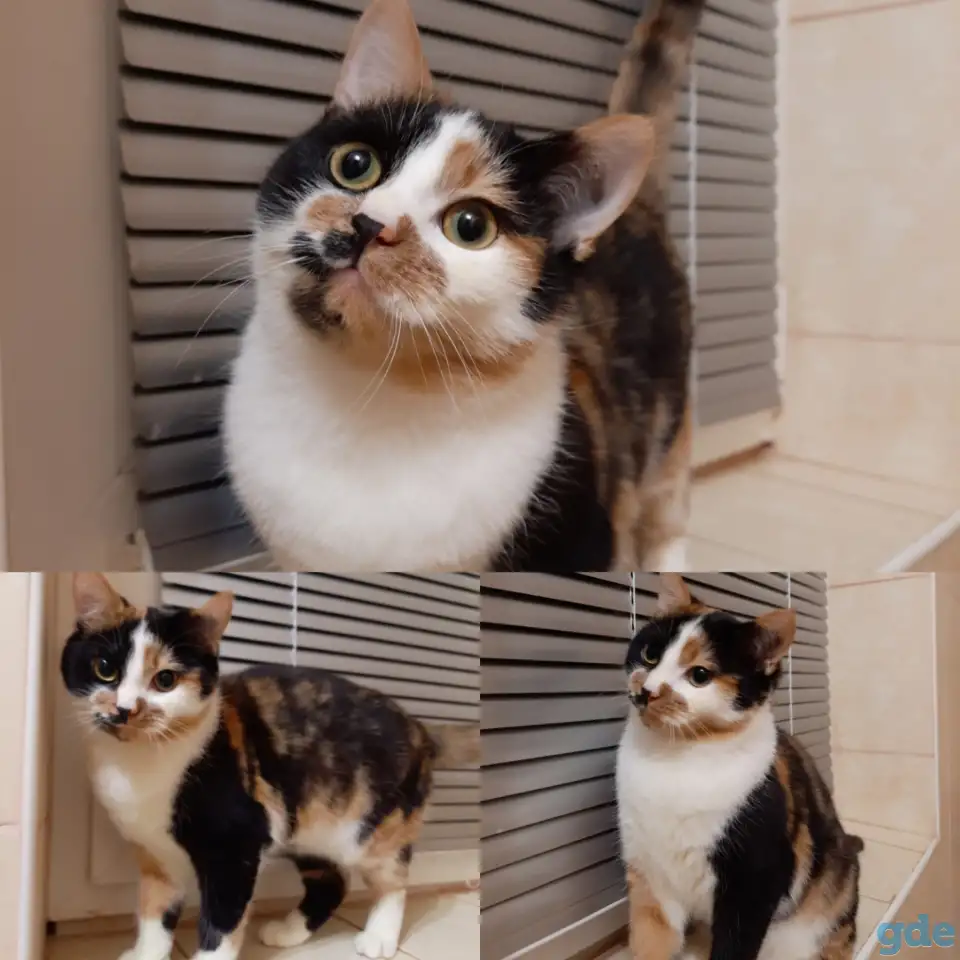 Котята, фотография 3