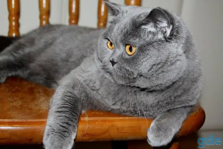 Британский короткошерстный.   Вязка., фотография 1