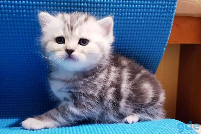 Шикарные, котята,от титулованных,родителей!, фотография 9