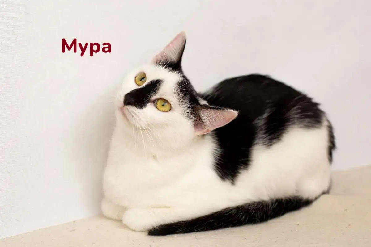 Чудесные кошечки-сестрички Малышка и Мура в дар, фотография 4