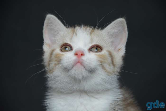 Шотландский котенок, фотография 1