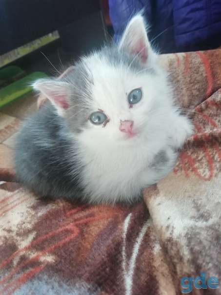 Котенок ищет дом, фотография 1