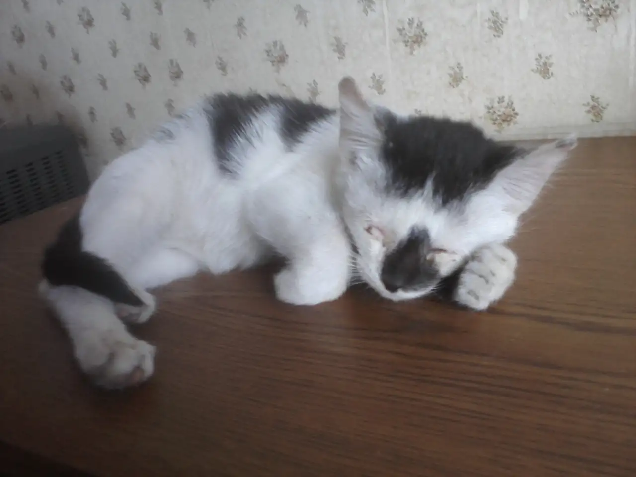 КОТЕНОК МАЛЬЧИК 2.5 МЕС., фотография 2