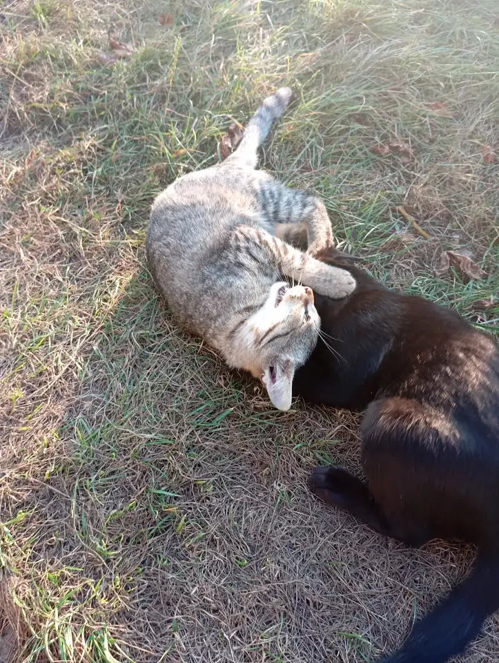 Котенок в дар, фотография 8