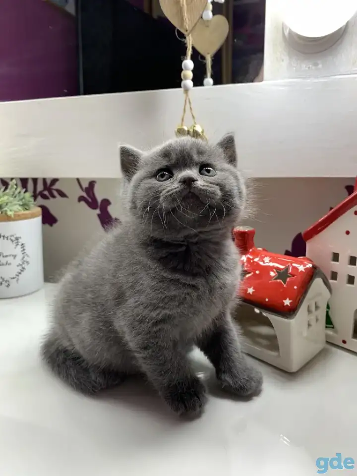 Британские котята., фотография 4