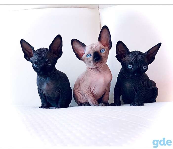 КАНАДСКИЙ СФИНКС кот приглашает на ВЯЗКУ кошечку, фотография 6