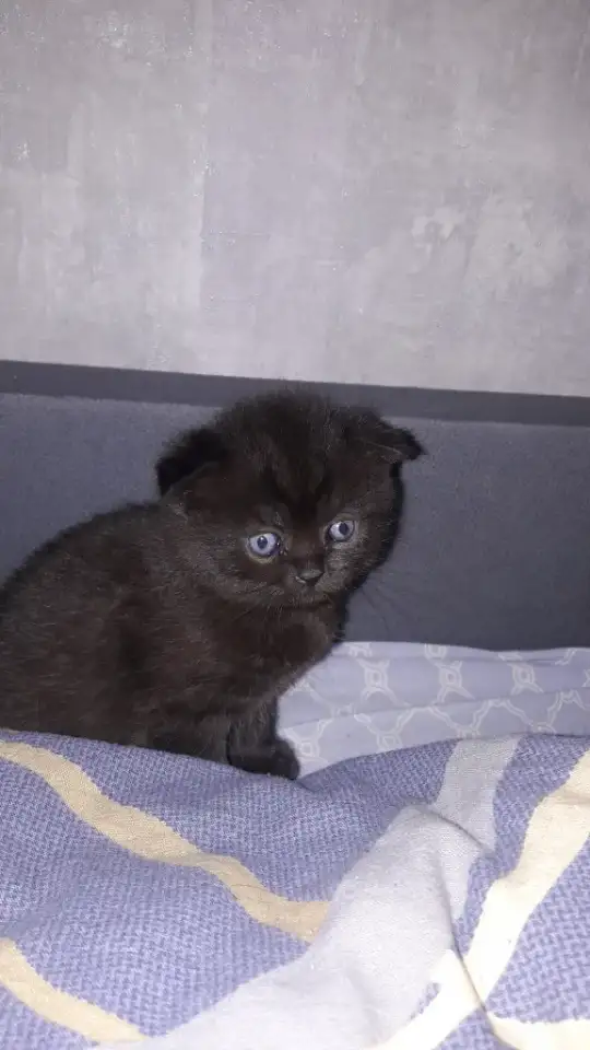 Котята шотландские вислоухие, фотография 2