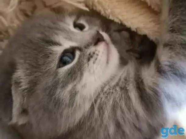 Шотландские вислоухие котята, фотография 1