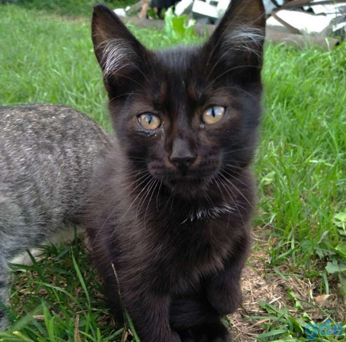 КОТЯТА ИЩУТ ДОМ, фотография 6