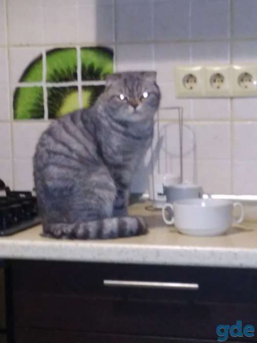 Шотландская вислоухая кошка, фотография 3