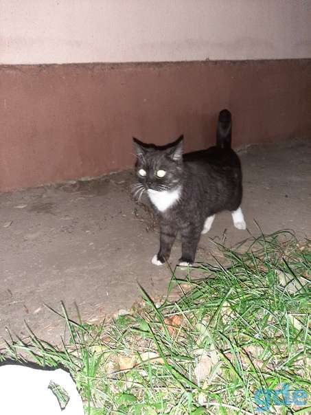 Котик ищет дом, фотография 3