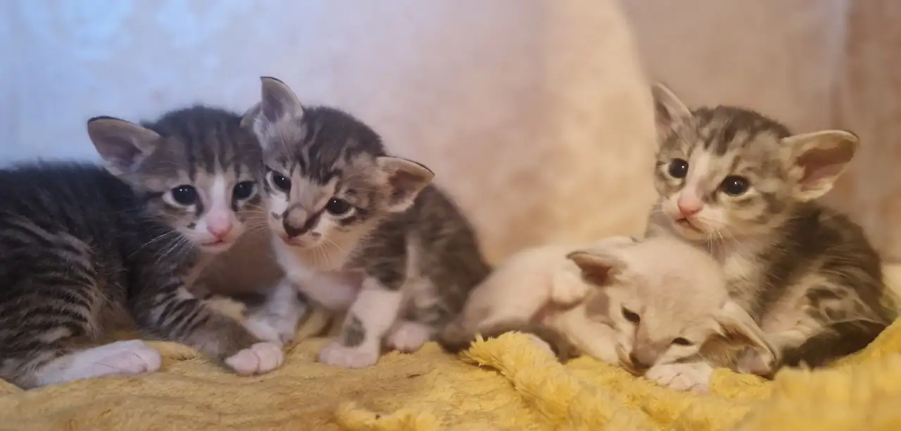 Ориентальные котята, фотография 7