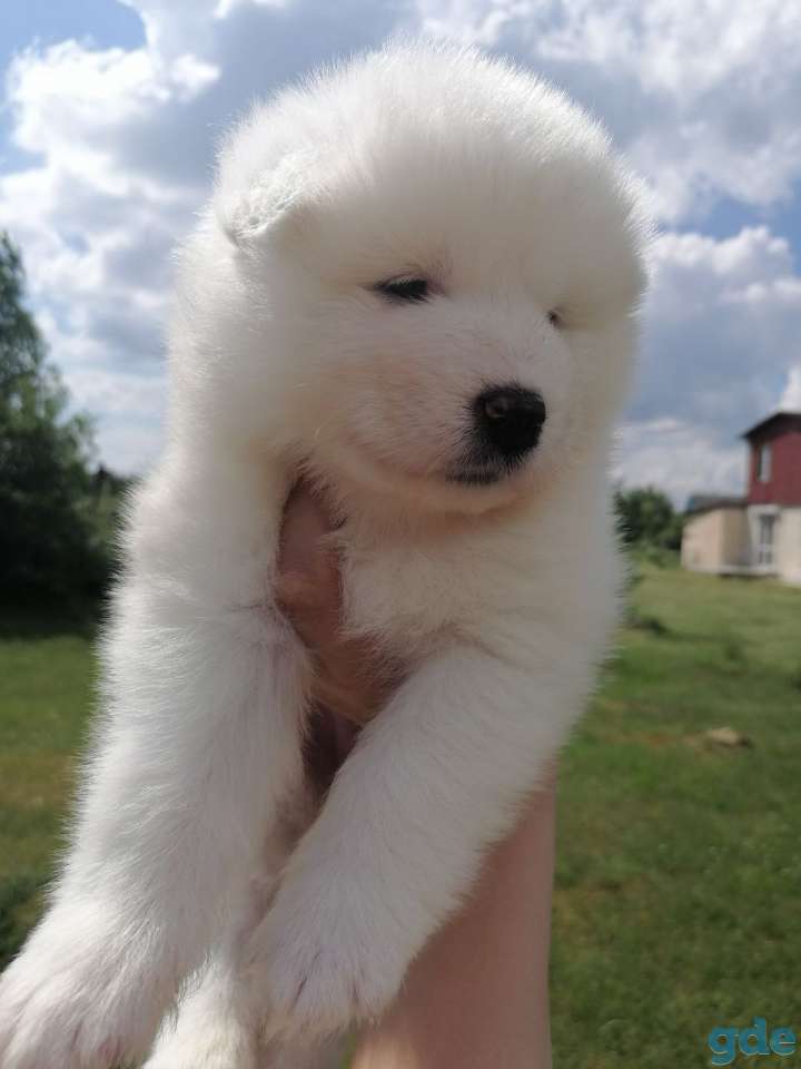 Продам щенков Самоеда, фотография 4