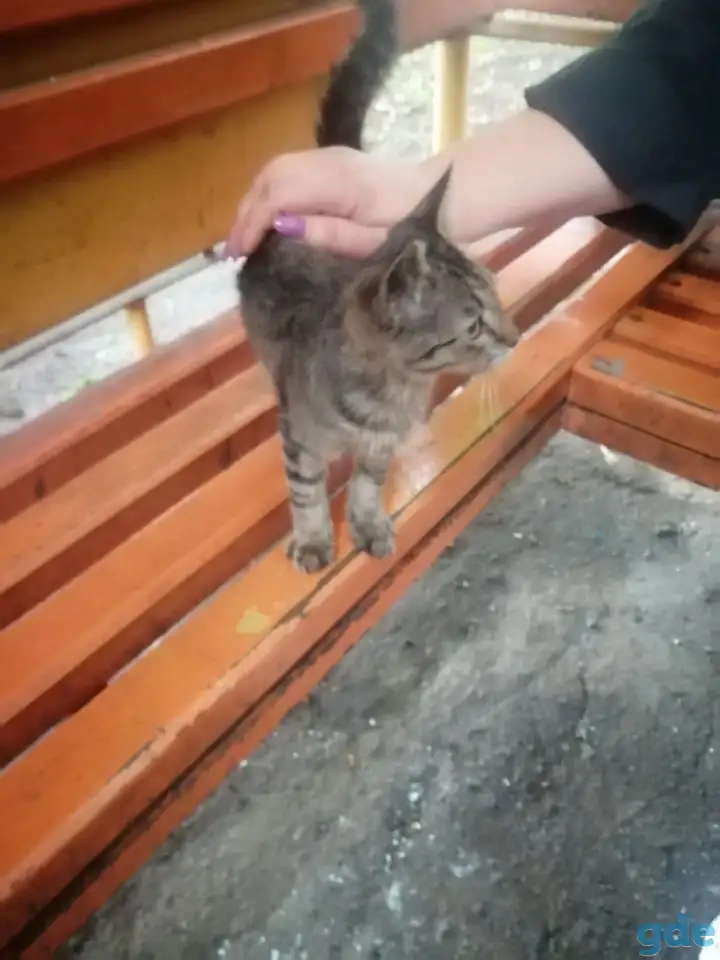 Кот в добрые руки, фотография 1