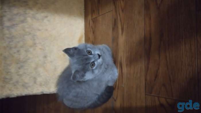 Котята, фотография 3