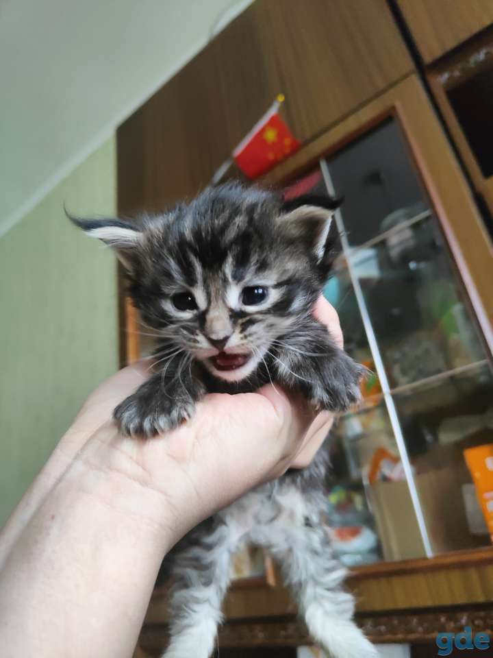 кошка мейн кун, фотография 10