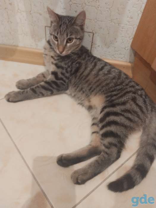 Котята в добрые руки, фотография 6