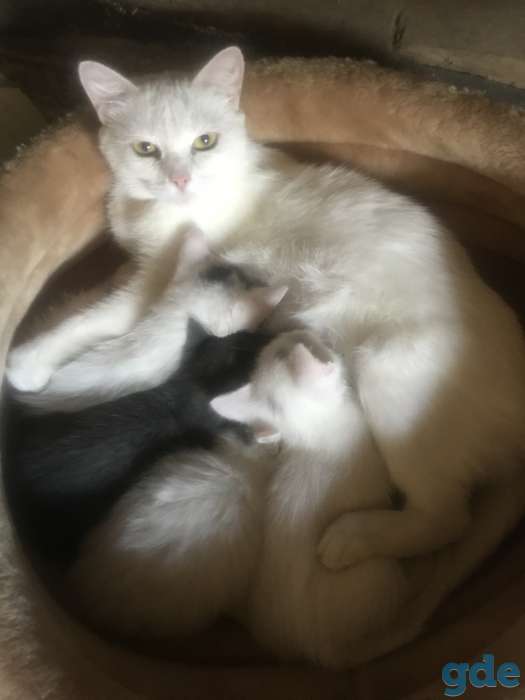 котята в дар, фотография 1